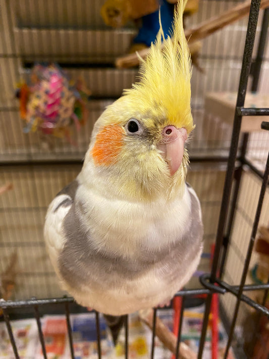 First Day Home with Your Cockatiel!